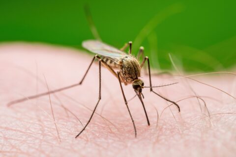 Mosquito-Borne Disease Prevention